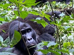 Safari wildlife encounter